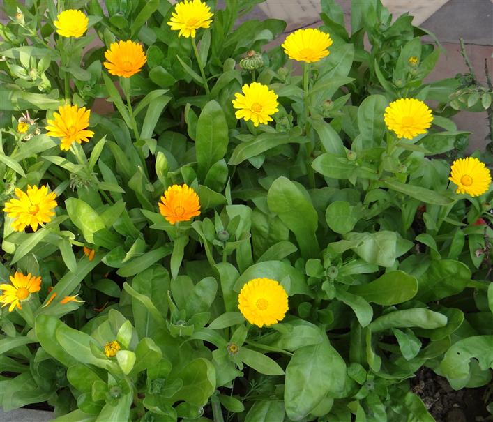 Callendula officinalis